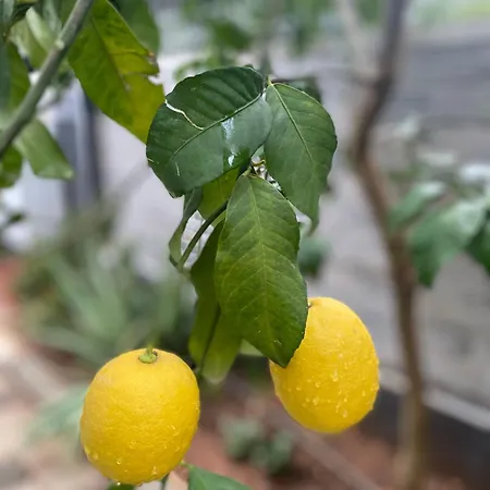 Cozy Flats With Balcony Appartamento Antalia