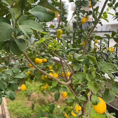 Apartment Cozy Flats With Balcony