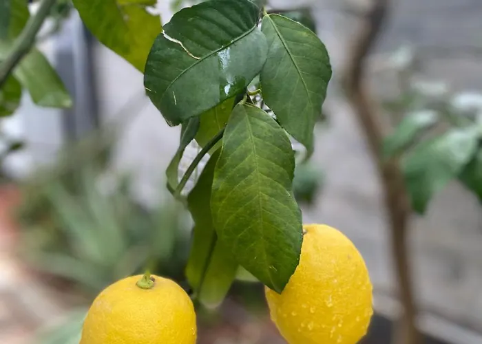 Cozy Flats With Balcony Appartement Antalya